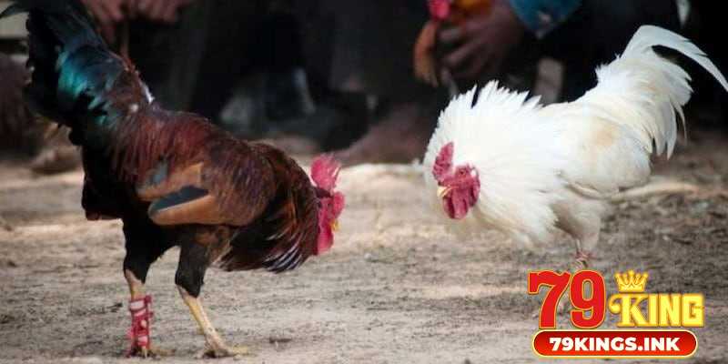 Đá gà cựa sắt 79King